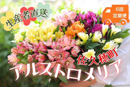 定期便６回便　切り花 アルストロメリア【上級品・生花　花丈80cm・35本前後】4～9月（KS-T503）
