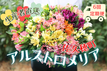 定期便6回便 切り花 アルストロメリア【上級品・生花 花丈80cm・32本前後】9~3月(KS-T504)