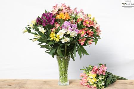 定期便6回便 切り花 アルストロメリア【上級品・生花 花丈80cm・32本前後】9~3月(KS-T504)