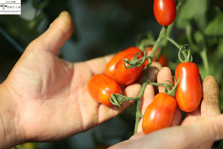 【2026年先行受付】こさゆと農園の高糖度フルーツトマト　1キロ［KY-101］