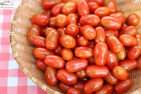 【2026年先行受付】定期便４回　 こさゆと農園の高糖度フルーツトマト　計４キロ（KY-T503）