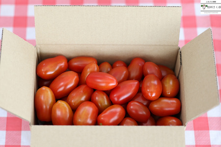 【2026年先行受付】定期便４回　 こさゆと農園の高糖度フルーツトマト　計４キロ（KY-T503）