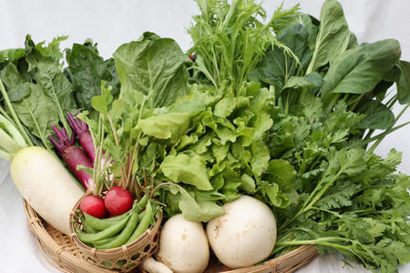 定期便２カ月　ちいさな畑セット（Lサイズ　３～４人前）（NK-T505）