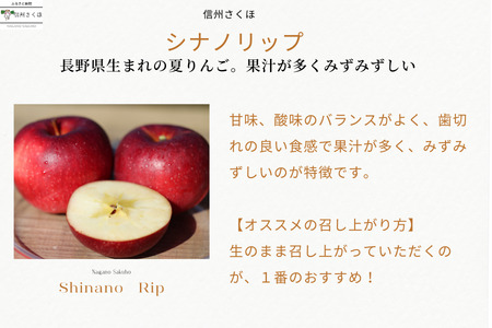 【予約便・2026年発送】定期便全5回　旬のりんご５kg入り贈答箱【限定50箱】（RS-T501）