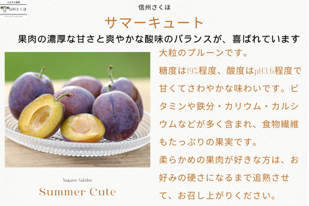 【予約便・2026年発送】りんごやSUDA 定期便全3回　旬の生プルーン（RS-T502）