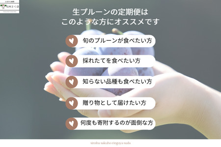 【予約便・2026年発送】りんごやSUDA 定期便全3回　旬の生プルーン（RS-T502）