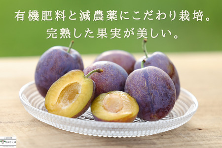 【予約便・2026年発送】定期便全7回　旬のりんご・生プルーン・ジュースセット（RS-T503）