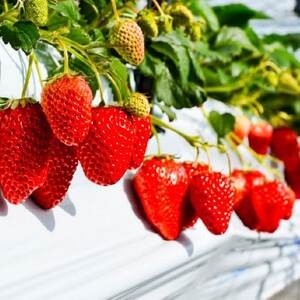 【2026年発送】軽井沢農園パティスリーの完熟いちごタルト5号_菓子・スイーツ ケーキ _【配送不可地域:離島・北海道・沖縄県・中国・四国・九州】【1591170】