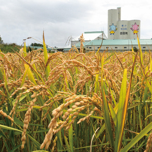 【先行予約】令和7年産 特Aランク米 ななつぼし 精米 10kg（5kg×2袋）雪冷気 籾貯蔵 北海道 雪中米