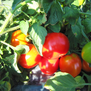 完熟トマトジュースお試しセットC(プレミアム缶6本)保存料 無添加 国産 北海道産 n-0042