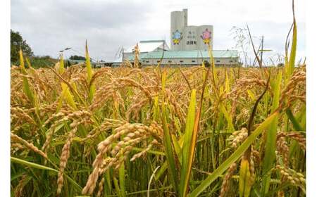 【先行予約】令和7年産 特Aランク米 ななつぼし 玄米 20kg（10kg×2袋）【7月発送】 雪冷気 籾貯蔵 雪中米 北海道 nr-1273