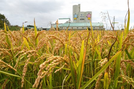 先行予約】令和6年産 特Aランク米 ゆめぴりか 精米 10kg（5kg×2袋）雪