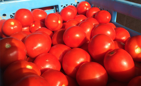 契約農家が露地栽培した完熟トマトジュース〔食塩無添加〕190g×90缶