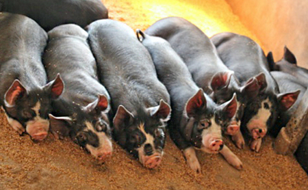 JamboNat P"Yeu" 2024　(信州黒豚うで原木生ハム10～12ヶ月熟成）