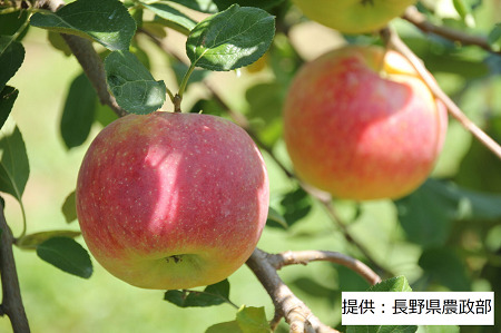 003 008 果実 おいしい夏りんご シナノリップ 1箱 5kg 長野県下諏訪町 ふるさと納税サイト ふるなび 003 008 果実 おいしい夏りんご シナノリップ 1箱 5kg 長野県下諏訪町 ふるさと納税サイト ふるなび