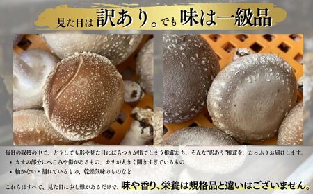 訳あり 肉厚国産 生しいたけ 1kg | しいたけ 株式会社レインボー