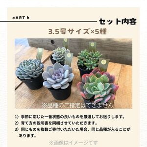 八ヶ岳育ち多肉植物eARThコレクション3.5号お任せ5鉢アソート