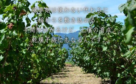 チルチルのジャム 450g×2個セット（ブルーベリー・赤いルバーブ） | ジャム