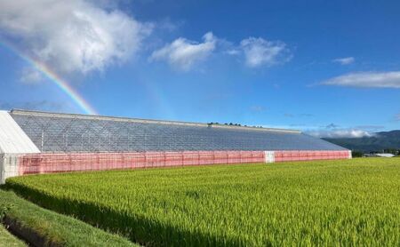 きよみず農園　信州原村産 トマトジュース　180ml×15本セット 果汁飲料 野菜飲料 