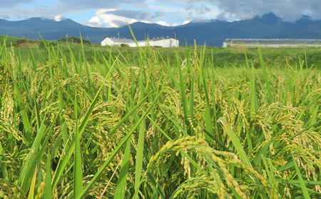 【12ヶ月連続お届け】八ヶ岳で育った有機質肥料栽培米 ゆめしなの5kg