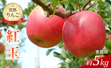 先行予約 りんご 紅玉 約5kg 家庭用 2026年 令和8年発送 完熟りんご・外観は不揃いだけど美味しいよ 果物 くだもの フルーツ 林檎 リンゴ 旬の果物 旬のフルーツ 信州 長野 長野県