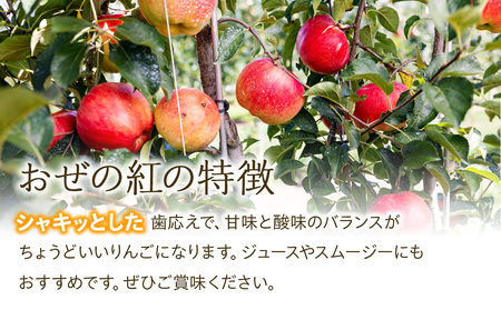 りんご 訳あり  おぜの紅 約5kg  2025年 令和7年度発送分 リンゴ 林檎 長野 フルーツ 果物 果物類 信州産 長野県産 特産 産地直送 おすすめ 旬の果物 旬のフルーツ 初秋のりんご 食後 デザート 食べ物 食品