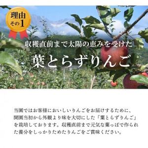 【南信州あじさい農園】葉とらずりんご(サンふじ)約5kg【1594214】