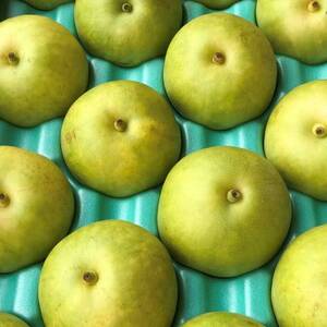 二十世紀梨 9kg(秀24～28玉)【1615462】