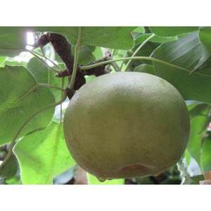 二十世紀梨 9kg(秀24～28玉)【1615462】