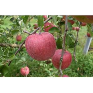 サンふじ 4.5kg(秀16～18玉)【1615464】