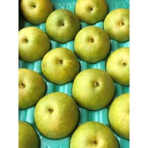 二十世紀梨 4.5kg(秀12～14玉)【1615466】