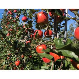 シナノスイート 4.5kg(秀14～16玉)【1615467】