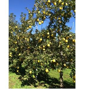 シナノゴールド 4.5kg(秀14～16玉)【1615469】