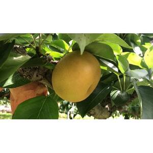 南水梨 4.5kg(秀10～12玉)【1615471】