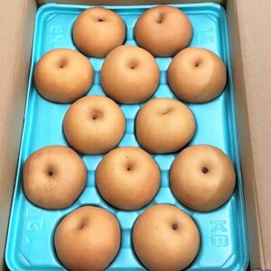 南水梨 4.5kg(秀10～12玉)【1615471】