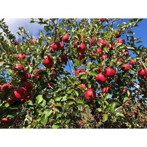 サンふじ 家庭用 4.5kg(赤秀13～14度の糖度保障)【1615476】