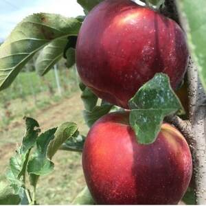 紅玉 4.5kg(特秀18～20玉)【1615515】