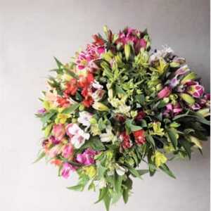 アルストロメリア 切花(色・品種おまかせ) 約30本セット【1567298】