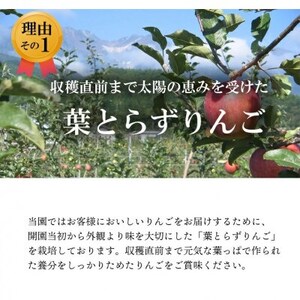 【南信州あじさい農園】葉とらずりんご(サンふじ)約5kg家庭用【1594216】
