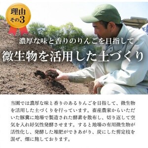 【南信州あじさい農園】葉とらずりんご(サンふじ)約5kg家庭用【1594216】