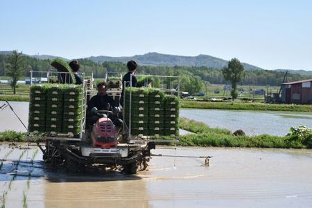 A255【令和６年産】ゆめぴりか（無洗米）特Aランク 5kg 北海道 鷹栖町 たかすのおむすび 米 コメ ご飯 無洗米 お米 ゆめぴりか