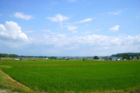 A255【令和６年産】ゆめぴりか（無洗米）特Aランク 5kg 北海道 鷹栖町 たかすのおむすび 米 コメ ご飯 無洗米 お米 ゆめぴりか