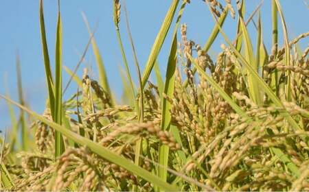 【令和7年産】 ゆめぴりか （無洗米） 真空パック 5kg×2袋 10kg 北海道 鷹栖町 たかすタロファーム 米 コメ こめ ご飯 無洗米 お米 ゆめぴりか コメ 無洗米