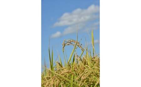 A165 【令和7年産】 ゆめぴりか ななつぼし ( 玄米 ) 各5kg 北海道 鷹栖町 たかすタロファーム 米 コメ こめ ご飯 お米