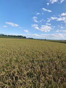 A175 【 令和6年産 】 ゆめぴりか （ 精米 ）（ 白米 ） 特Aランク 5㎏ 北海道 鷹栖町 ferme satake 米 コメ こめ ご飯 白米 お米 ゆめぴりか コメ 白米