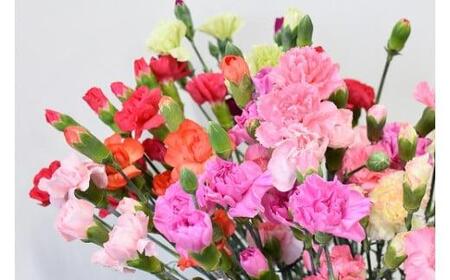 宮田村産『カーネーション』の花束　母の日期間発送【5月7日(木)～5月10日(日)指定】[ カーネーション 花束 ]