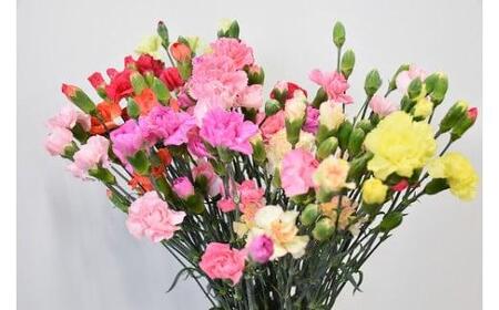 宮田村産『カーネーション』の花束　母の日期間発送【5月7日(木)～5月10日(日)指定】[ カーネーション 花束 ]