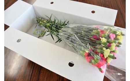 宮田村産『カーネーション』の花束　母の日期間発送【5月7日(木)～5月10日(日)指定】[ カーネーション 花束 ]