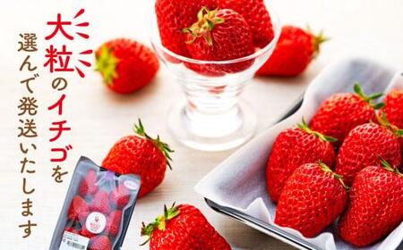 宮田村産　ウエストファームのいちご　紅ほっぺ　約240g×2パック [ いちご ]