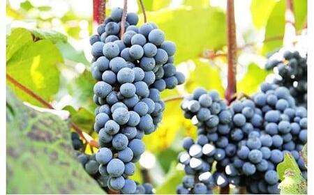 宮田ワイン 「紫輝」と食ごころ「紫づく」（山ぶどうジュース）セット ワイン 葡萄